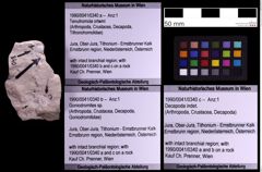 Foto (Objekt + Etiketten) von Goniodromites sp. (NHMW-GEO-1990-0041-0340b)